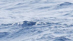 La orca tipo D puede ser el animal más grande del planeta.