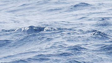 La orca tipo D puede ser el animal más grande del planeta.