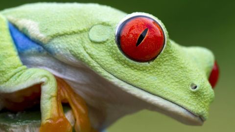 Al menos 90 especies de anfibios se han extinguido ya.