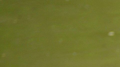 Este caimán (que no es el de Georgia)  da una idea de cómo es hallar uno de estos.