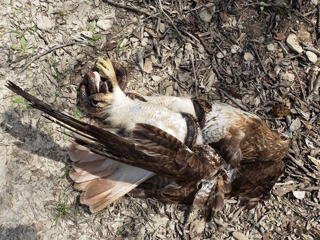 Iмpresionante lucha entre un halcón y una serpiente en Texas - El Diario NY