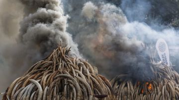 Pilas de colmillos de elefantes confiscados a cazadores furtivos arden en  Kenia.