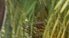 Peritos inspeccionan el lugar del tiroteo en Cancún.