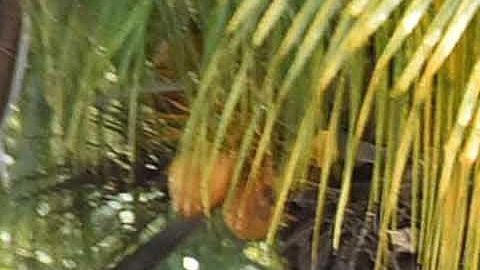 Peritos inspeccionan el lugar del tiroteo en Cancún.