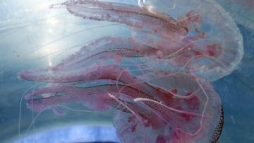La medusa de aguijón malva, Pelagia noctiluca, es comestible y se encuentra en todos los océanos templados y cálidos del mundo.