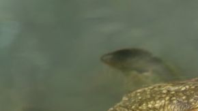 No son centenares, sino miles de pequeños sapos.