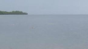 La ballena fue hallada en una playa de Filipinas.