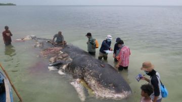 La ballena fue hallada en una playa de Filipinas.