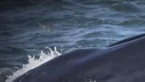 El buzo nunca perdió la calma pues sabía que las ballenas no comen seres humanos.