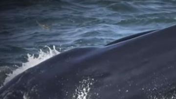 El buzo nunca perdió la calma pues sabía que las ballenas no comen seres humanos.