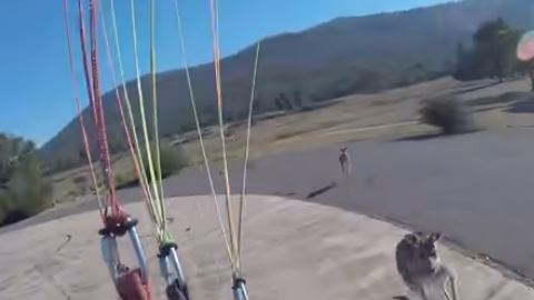 El canguro se le fue encima al volador.