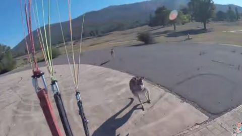 El canguro se le fue encima al volador.