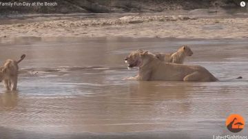 Es raro ver leones disfrutando así en el agua.