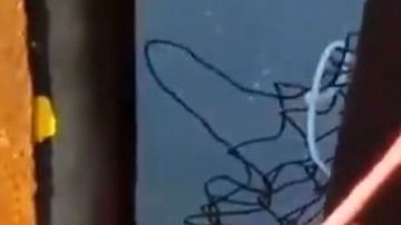 Al ser atrapado los inmigrantes aplicaron para el asilo