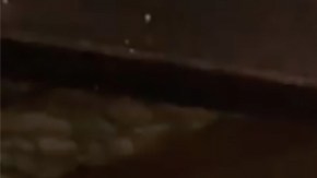 Las serpientes bajo la vivienda.