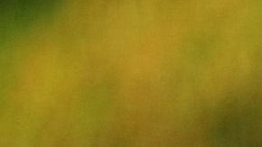 Una bacteria sería la culpable de este problema.