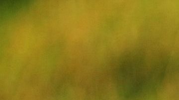 Una bacteria sería la culpable de este problema.