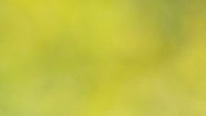 El gato presentaba lesiones en sus genitales.