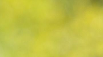 El gato presentaba lesiones en sus genitales.