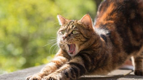 El gato presentaba lesiones en sus genitales.