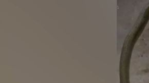 Ambos animales murieron.