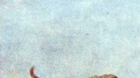 Mamut colombino es el nombre de la especie hallada en California, Texas y México.