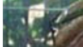 Gayle y Bob McCaffrey.