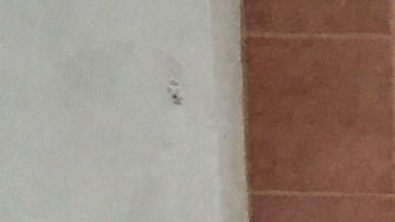 Kyle Gordy usa sexo tradicional e inseminación artificial