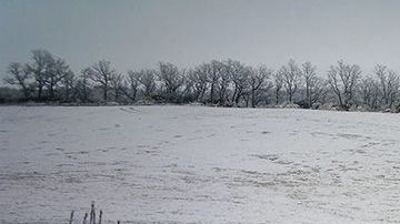Un perro se hizo amigo de un ciervo.