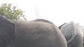 Una condición llamada leucismo hace que los elefantes tengan la piel rosada.