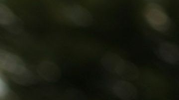¿Los engañaron o fueron corruptos?, preguntó Trump en Twitter.
