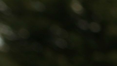 ¿Los engañaron o fueron corruptos?, preguntó Trump en Twitter.