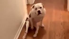 Perro discapacitado recibe su silla de ruedas.