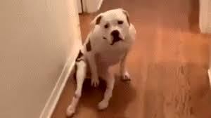 Perro discapacitado recibe su silla de ruedas.