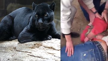 Un jaguar negro atacó a una visitante.