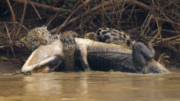 Un jaguar caza un cocodrilo en el río Pantanal de Brasil.