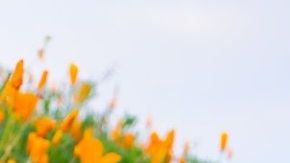 El lago Elsinore se está robando la atención de cientos de turistas que llegan al lugar para contemplar esta maravilla de la naturaleza.
