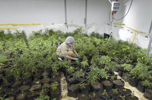 Logran acuerdo en Albany para legalizar el uso recreacional de la marihuana en Nueva York