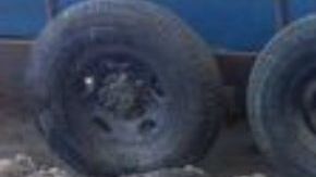 Pez Totoaba pescado ilegalmente por cárteles en México