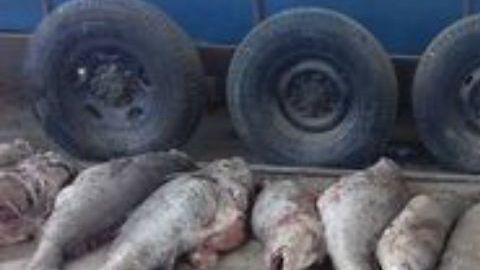 Pez Totoaba pescado ilegalmente por cárteles en México