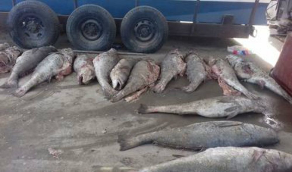 Pez Totoaba pescado ilegalmente por cárteles en México