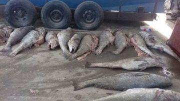 Pez Totoaba pescado ilegalmente por cárteles en México