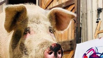 Un cerdo salvado del matadero se convierte en renombrado pintor de arte.