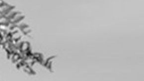 "Roma", la película de Alfonso Cuarón