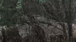 Los "narcolaboratorios" fueron desmantelados por la Semar.