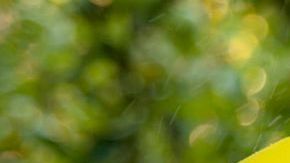 Algunos plaguicidas han sido relacionados con el cáncer.