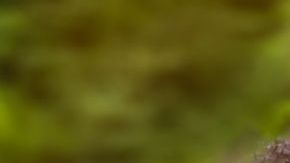 shutterstock_300761879