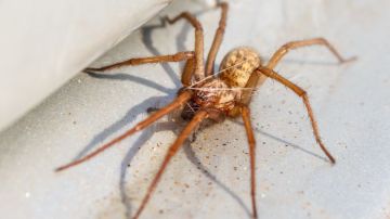 La mujer fue mordida por una araña reclusa parda, altamente peligrosas.
