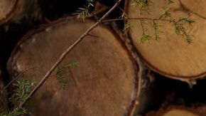 La chica pretendía obtener mucho dinero de por vida.