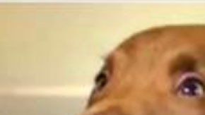 La perrita que ha conquistado al mundo con su sonrisa.